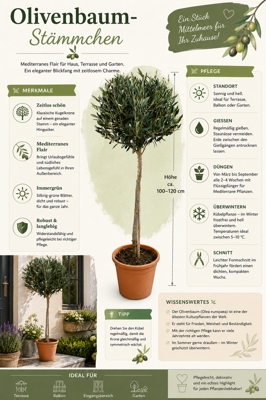 Olivenbaum-Stämmchen 100-120 cm – Mediterraner Olivenbaum für Garten, Balkon & Terrasse