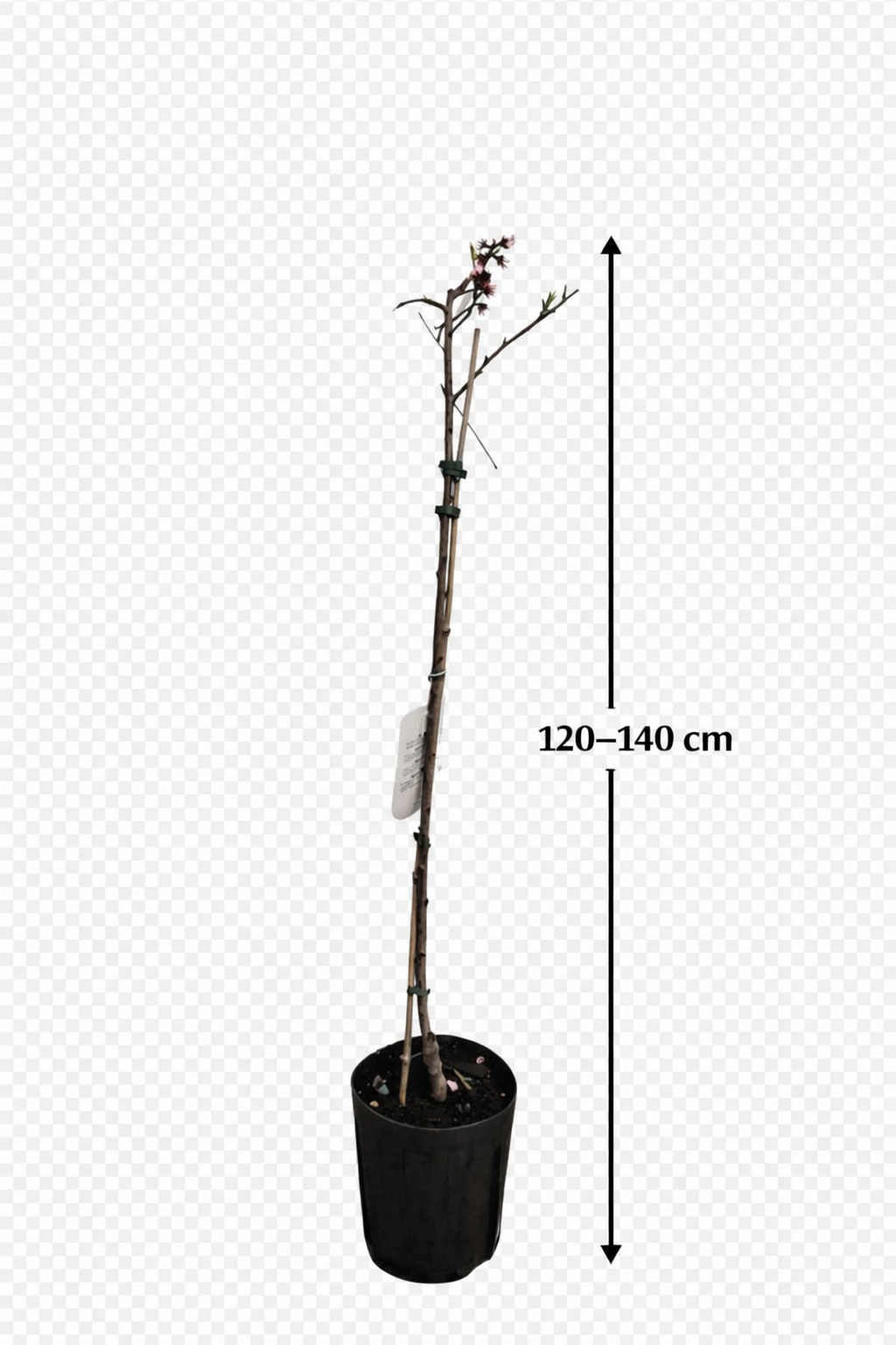 Prunus persica Fayette Pfirsichbaum 120–140 cm – winterharter Pfirsichbaum, süßer Obstbaum für Garten & Terrasse