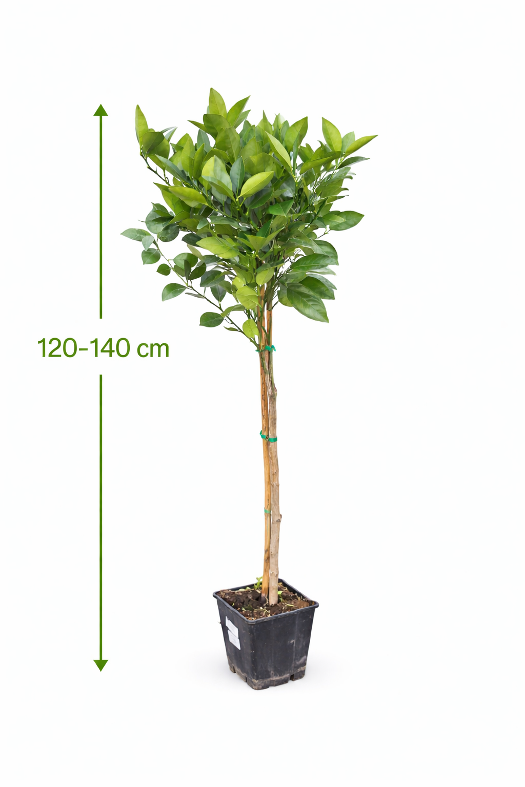 Orangenbaum Citrus Sinensis Valencia 120-140 cm – Apfelsine Pflanze für deinen Garten