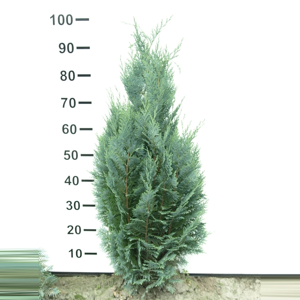 Cypřiš sloupovitý Chamaecyparis Columnaris, cca. 30 cm | Vždyzelená rostlina na živý plot, clona proti odcizení a mrazuvzdorná rostlina