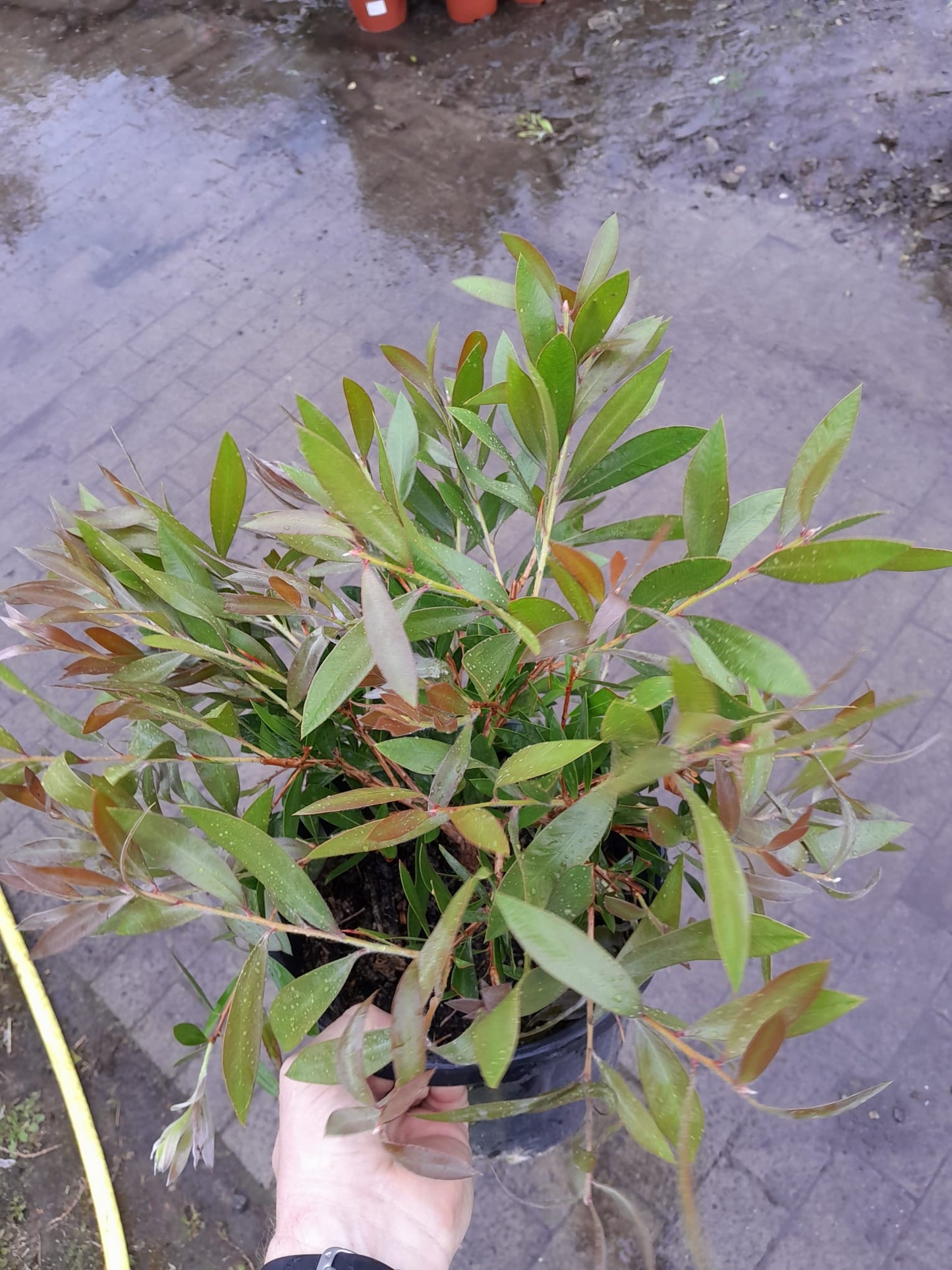 Karminroter Zylinderputzer dichter Busch 40-60 cm Callistemon Laevis - Kübelpflanze