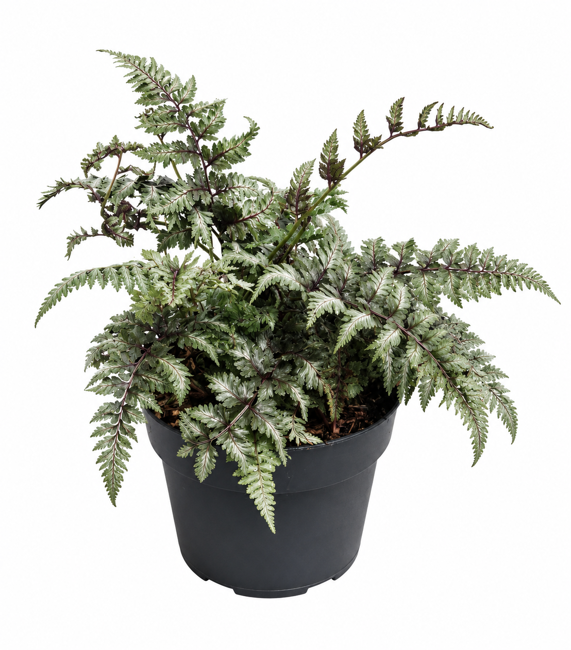 Athyrium niponicum Metallicum – Japanischer Regenbogenfarn | Silberfarn, Zierfarn, winterharte Schattenpflanze im 2L Topf