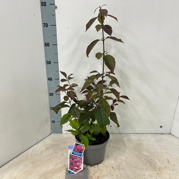 Callicarpa bodinieri Profusion - Herbstschönheit mit violetten Beeren ca. 45 cm Perfekte Zierpflanze für Garten und Balkon