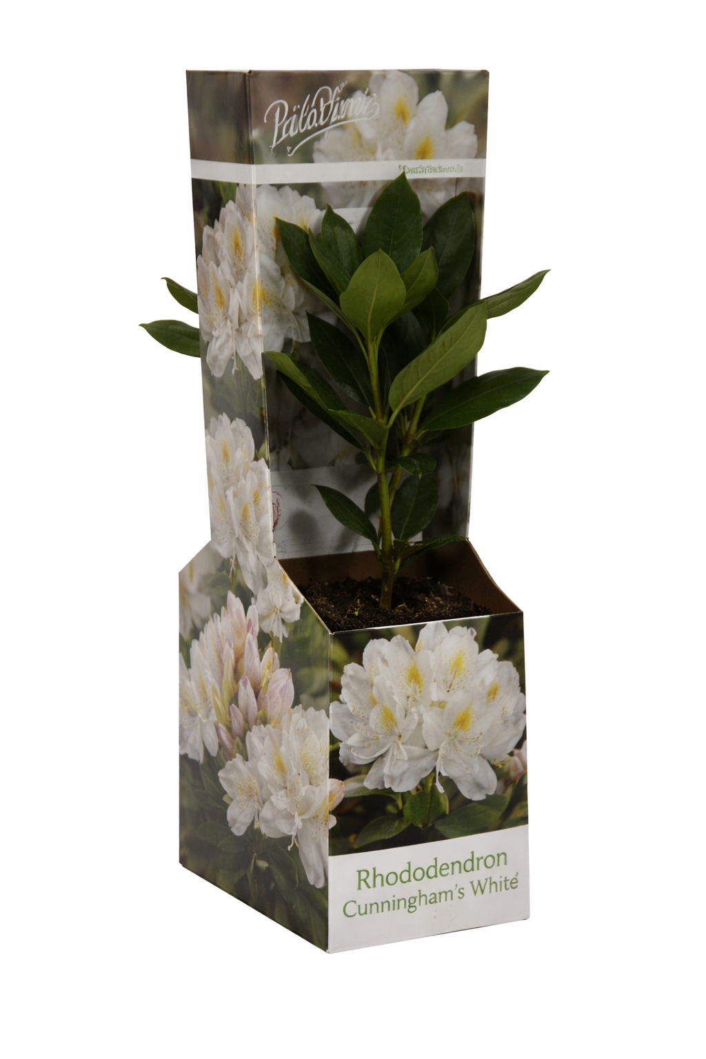 Rhododendron Cunningham’s White 15–20 cm – Weiß blühender Alpenrose Strauch, winterhart & immergrün