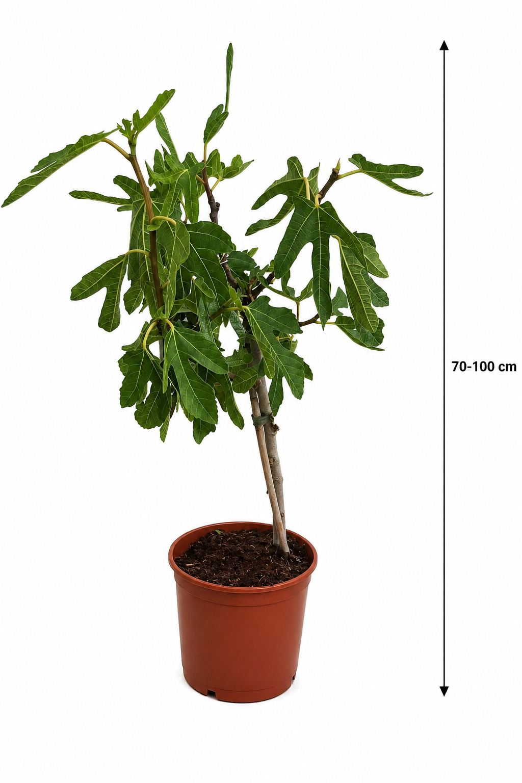 Feigenbaum ‘Noire de Caromb’ 70–100 cm – Ficus carica, winterharte schwarze Feige, mediterraner Obstbaum