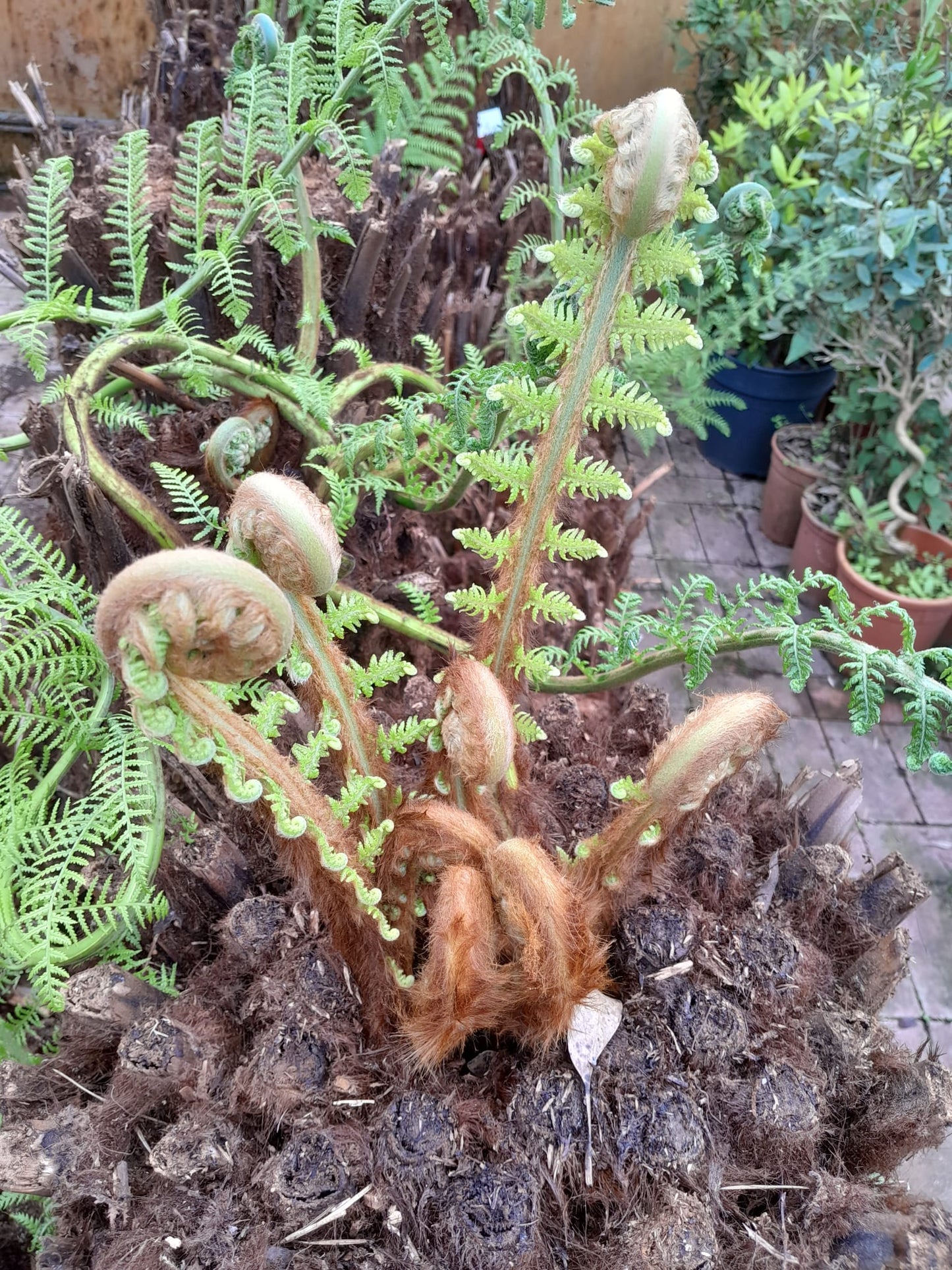 Stromová kapradina Dicksonia antarctica holý kmen 40-50 cm Pozůstatek z pravěku