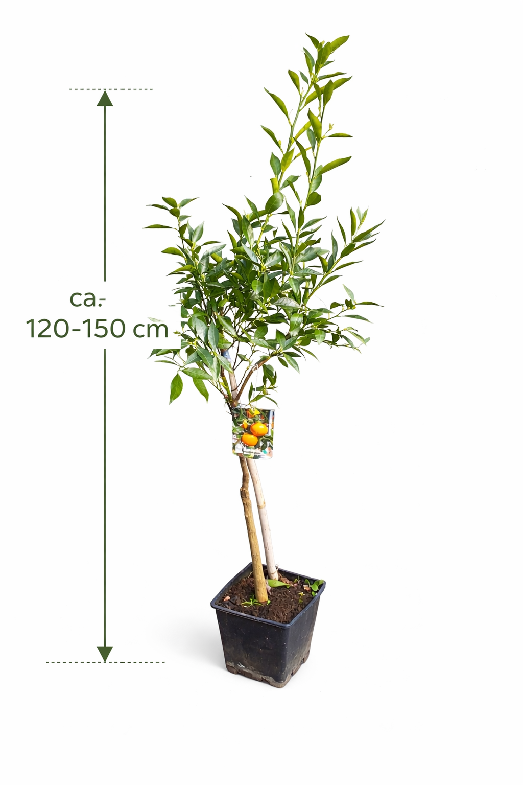 Pozdní mandarinky Ciaculli (Citrus reticulata) - 120-150 cm, sladkost ze Sicílie pro vaši zahradu