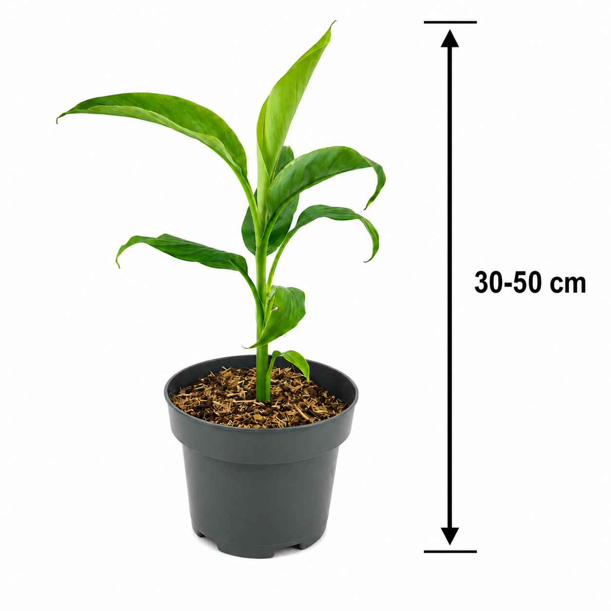 Musa basjoo 60-80 cm winterharte Banane - sehr schneller Wuchs