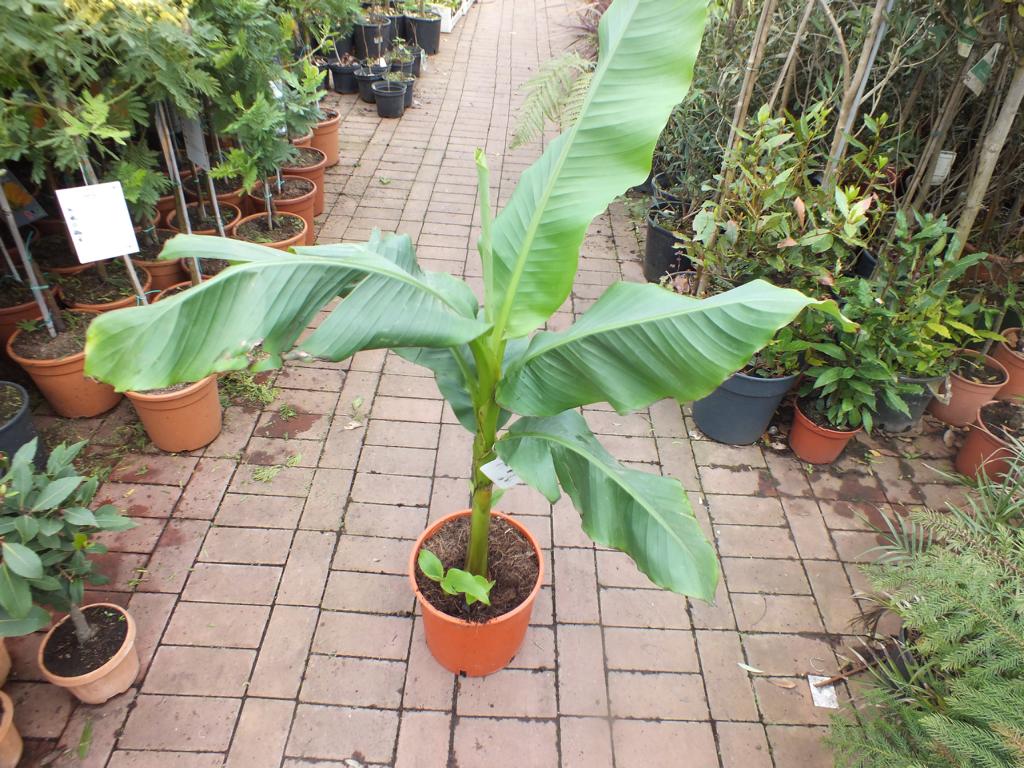 Musa basjoo 100-140 cm winterharte Banane - sehr schneller Wuchs