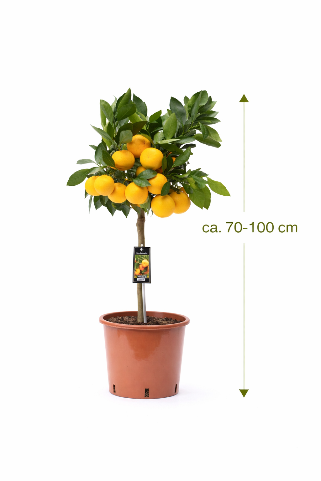 Satsuma Mandarine – Winterharte Mandarine Citrus unshiu – Satsumabaum Kübelpflanze ca 70–100 cm inkl Topf