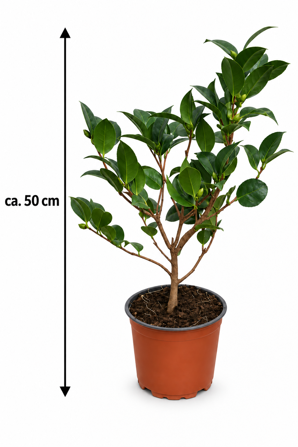 Rote Kamelie ca. 50 cm – Camellia mit eleganten Blüten für Kübel, Terrasse und Wintergarten