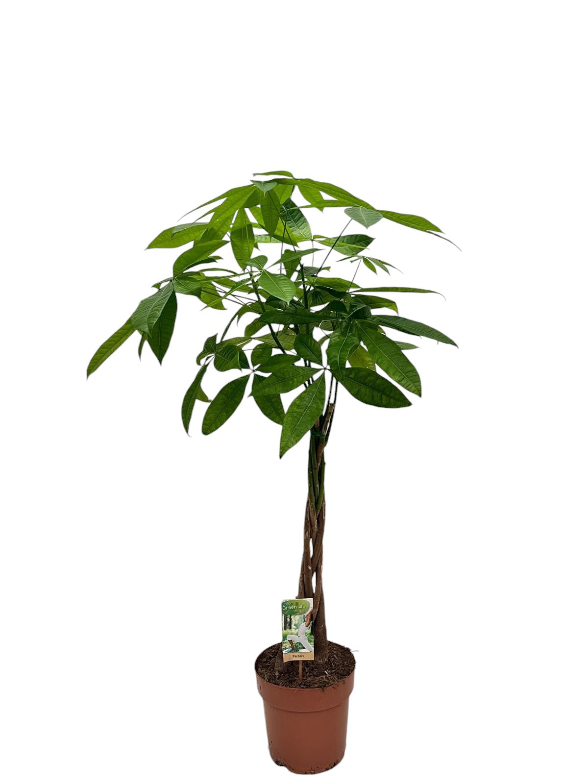 Pachira aquatica – Penízový strom 100-120 cm – Pokojová rostlina pro příjemnou atmosféru