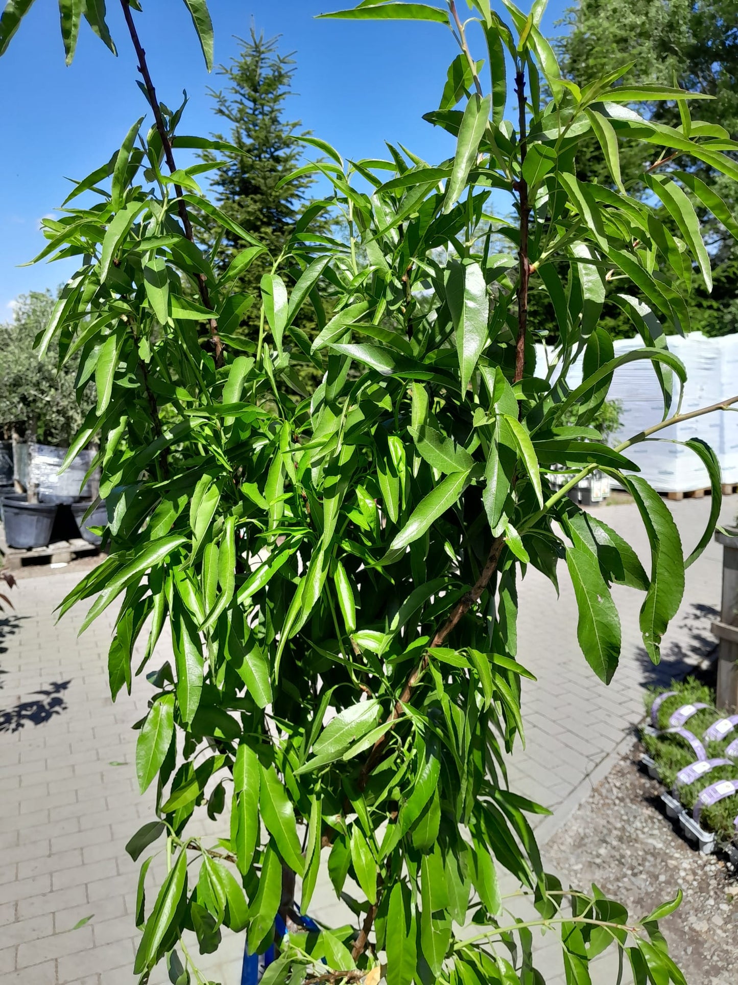 Mandelbaum Prunus dulcis 'Ferragnes' – Essbare Mandel, winterhart – ca. 160–200 cm inkl. Topf