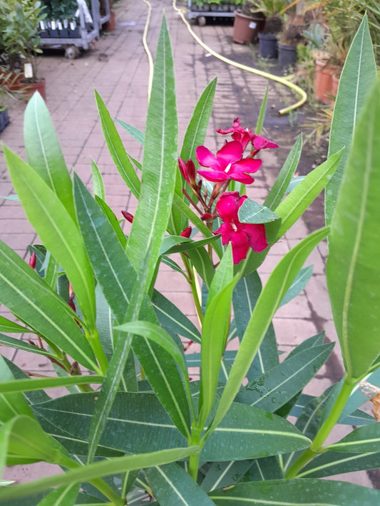 Oleander 80-100 cm Nerium oleander Jannoch -Jannoch-