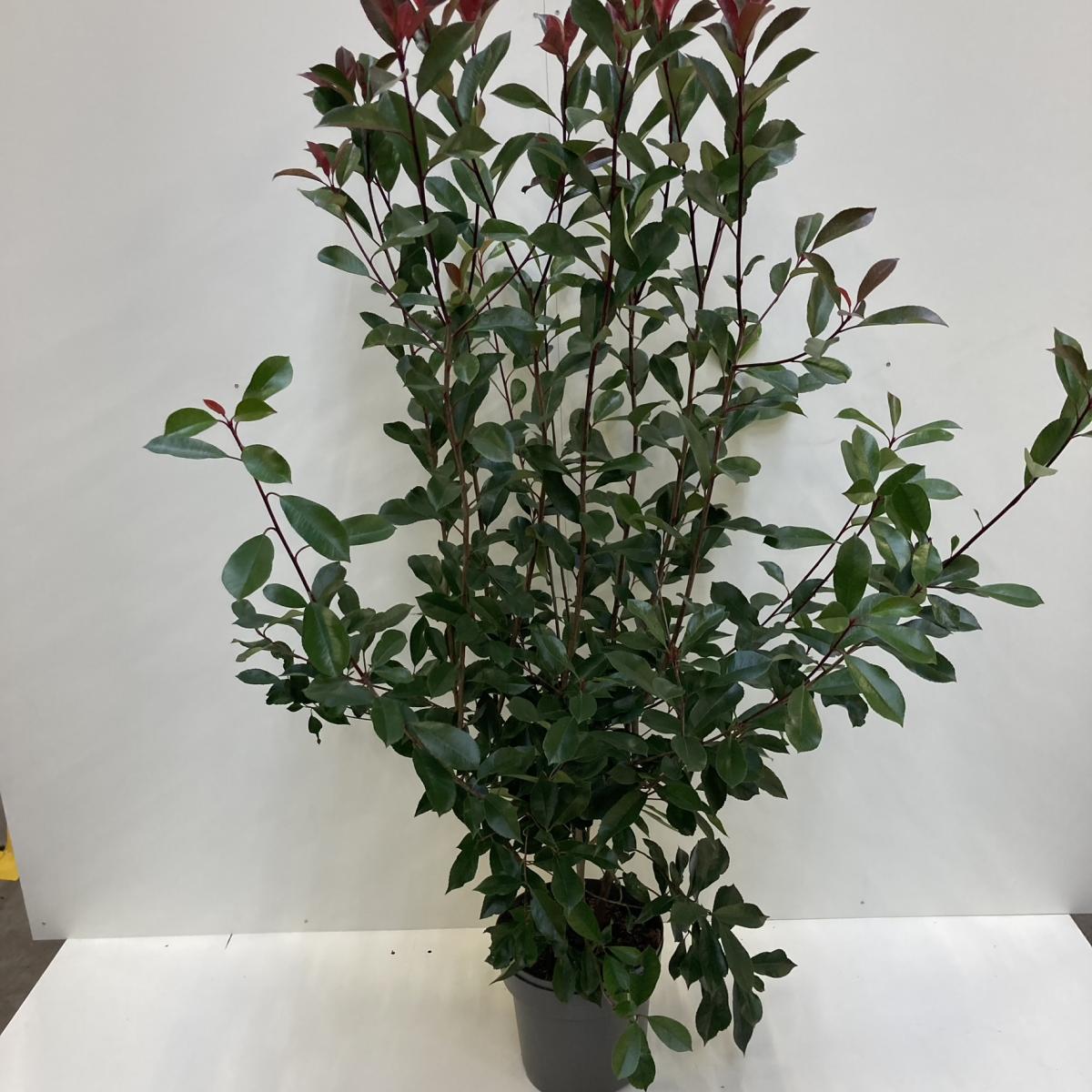 Rote Glanzmispel Red Robin 120-140 cm Photinia fraseri 'Red Robin' Solitärpflanze
