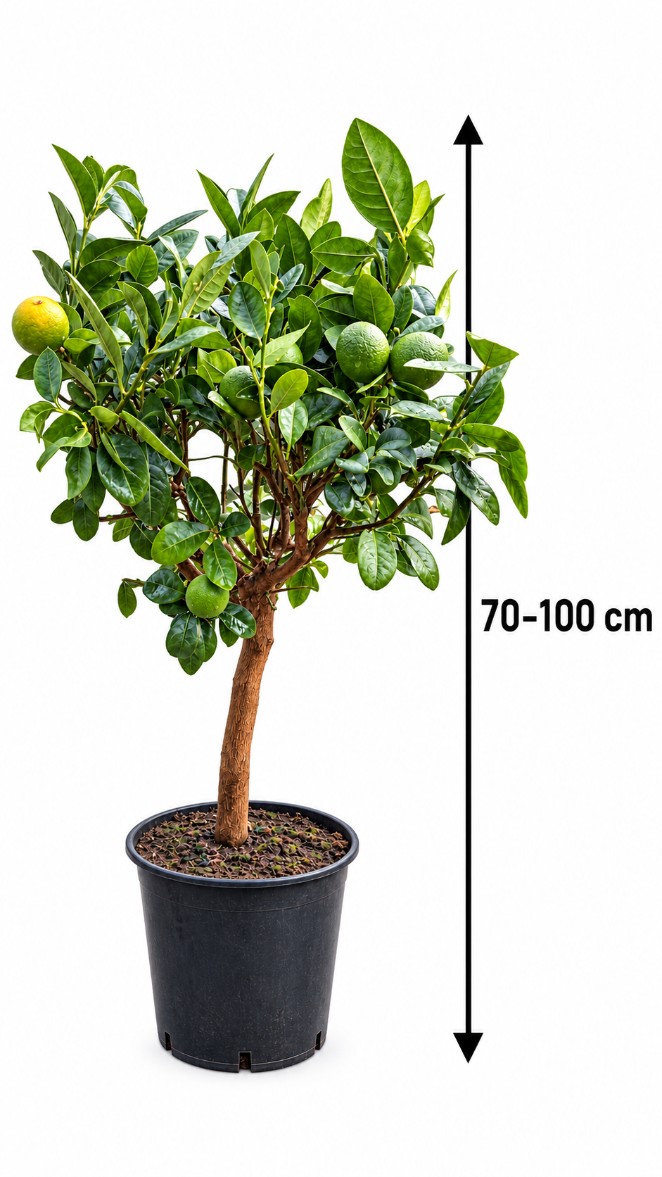 Lemon-Clementino – Zitronen-Clementinen-Baum, immergrüne Zitruspflanze für Balkon & Terrasse – 70–100 cm inkl. Topf