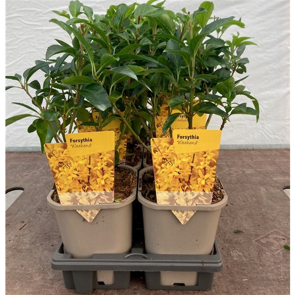 Zlatice prostřední 'WEEK-END' 30-40 cm - Zlatice prostřední - okrasný keř