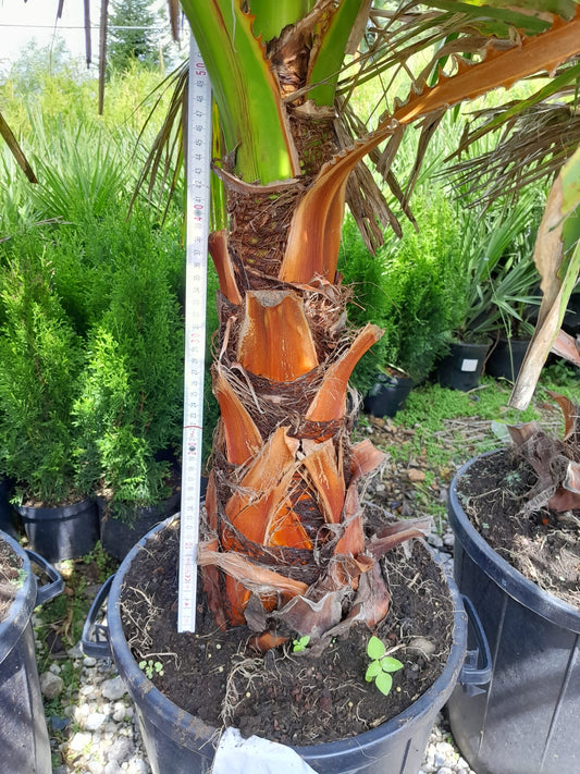 XXL Washingtonia robusta bis 200 cm 50-60 cm Stamm Petticoat-Palme Zimmerpflanze