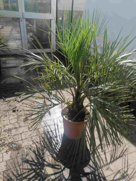 Gewöhnliche Geleepalme (Butia capitata) – winterharte exotische Palme, 100–120 cm inkl. Topf – Kübelpflanze / Jelly Palm