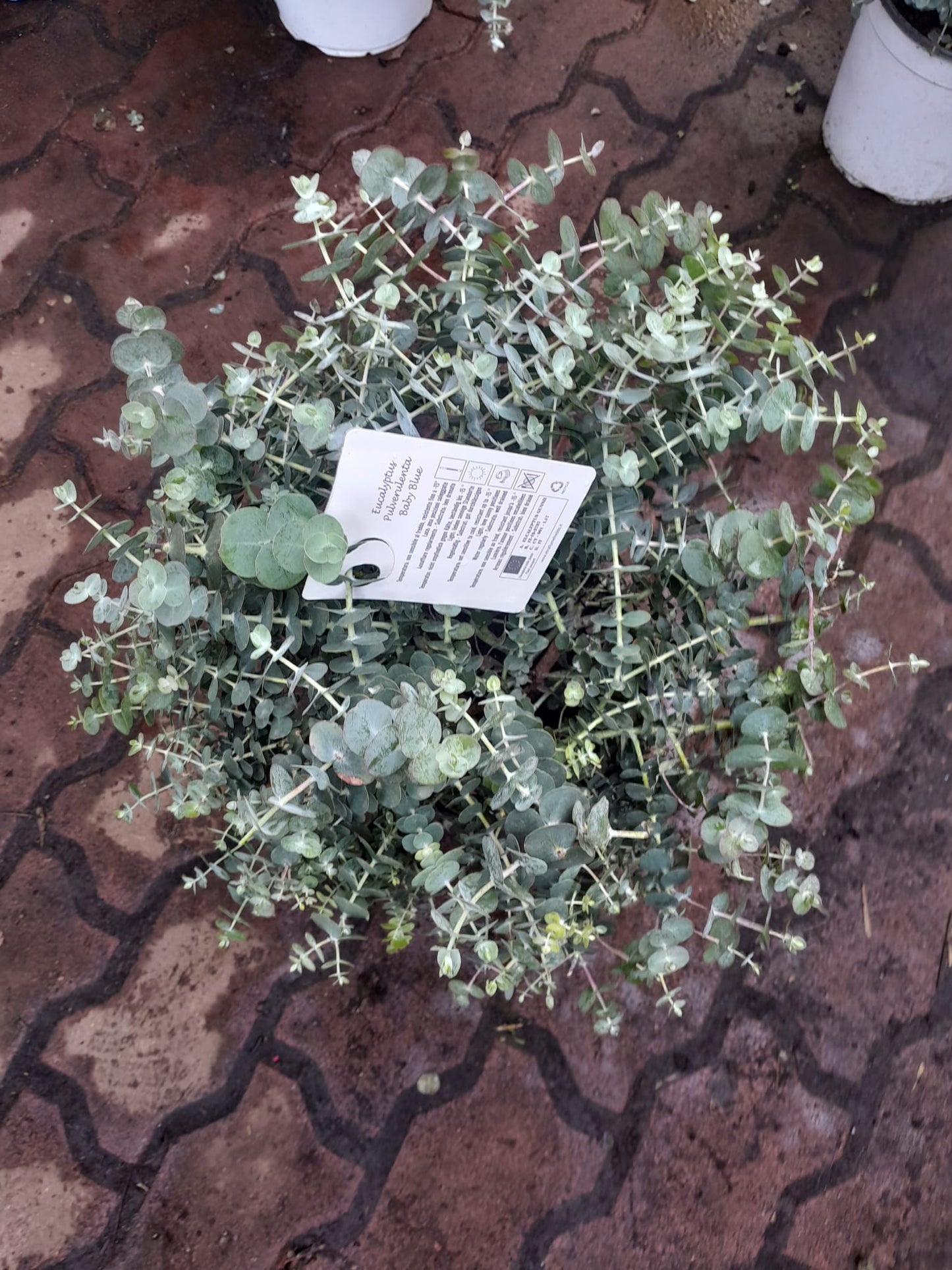 Silberblättriger Eukalyptus Baby Blue 40-50 cmPflanze winterharter Baum