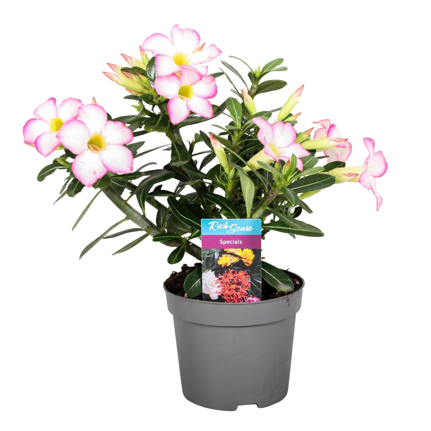 Adenium obesum - Wüstenrose - Topf 10,5cm - Höhe 25-40cm Zimmerpflanzen