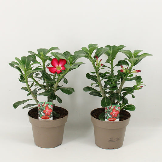 Adenium obesum - Pouštní růže - Květináč 10,5 cm - Výška 25-40 cm Pokojové rostliny