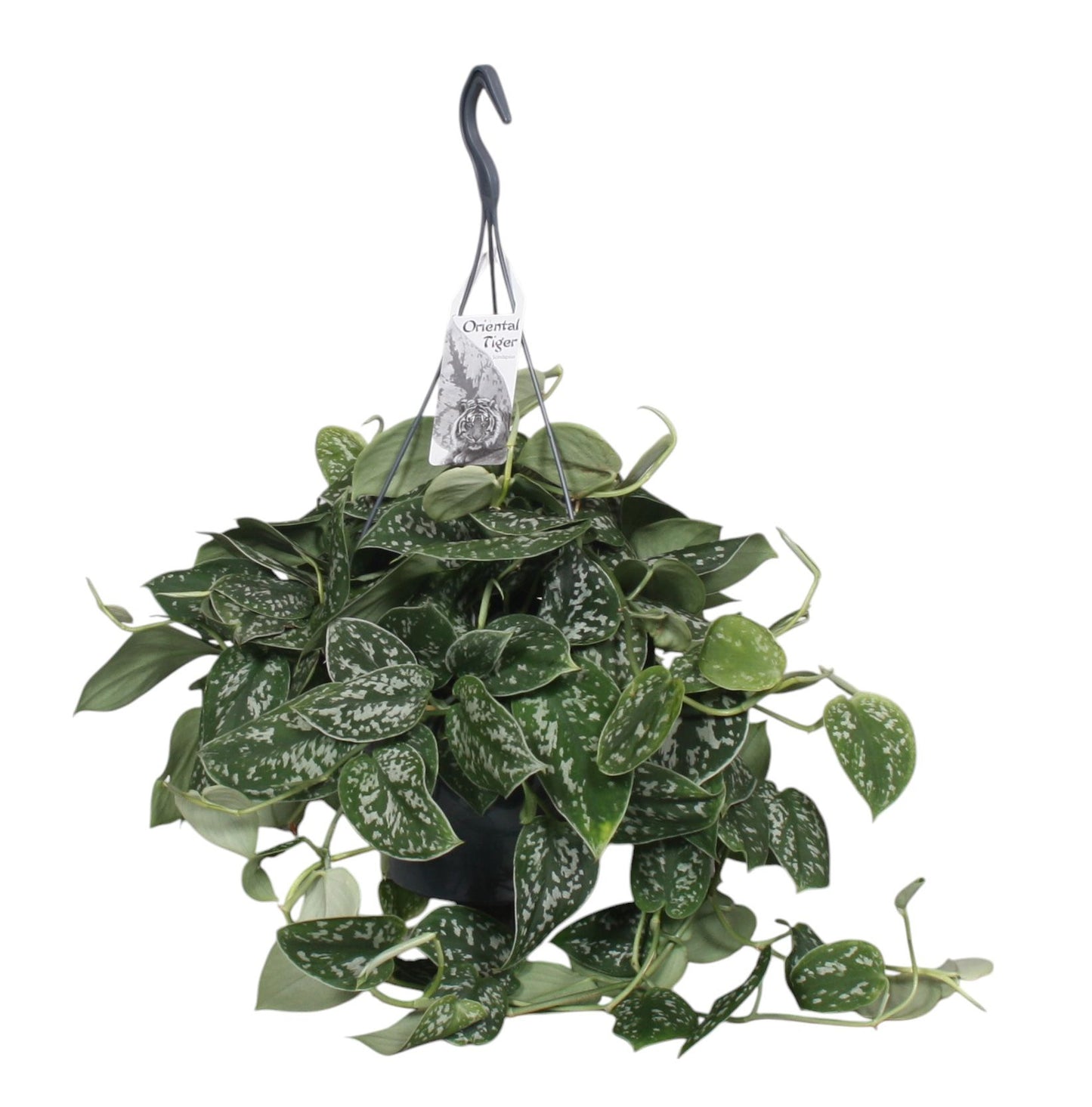 Gefleckte Efeutute - Scindapsus pictus 'Argyraeus' - Grünpflanze