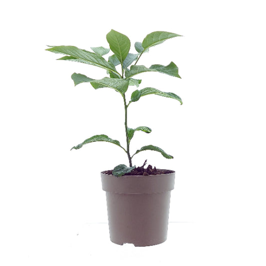 Asimina triloba - banán indický - Papau - Papau třílaločný