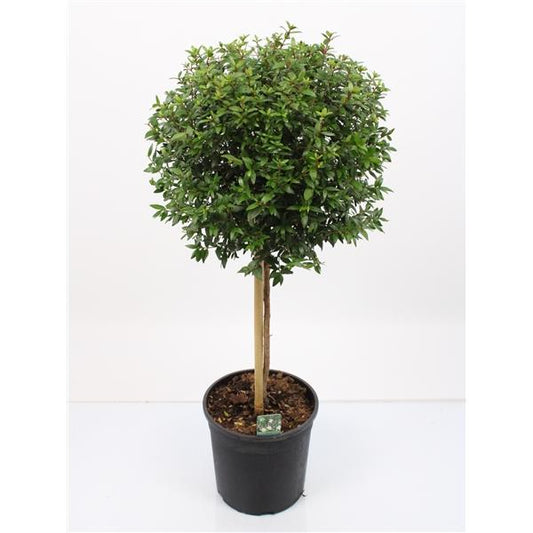 Myrtus stonek Myrtus communis - myrta svatební