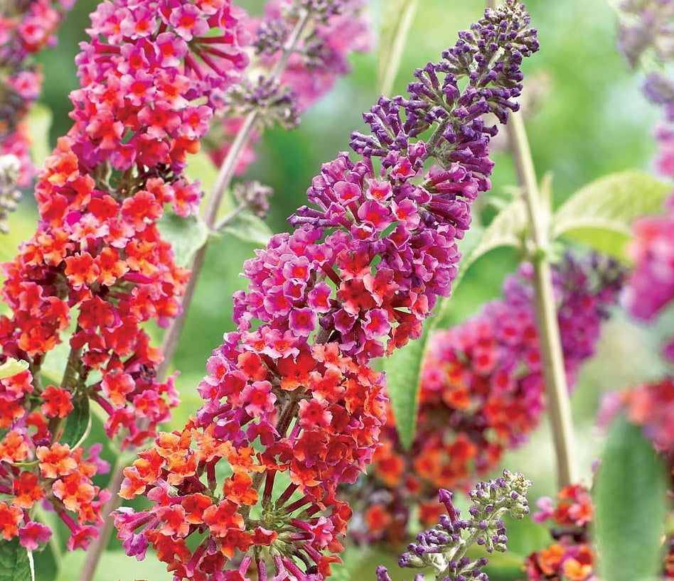 Schmetterlingsflieder - Buddleja davidii - Sommerflieder - Fliederspeer