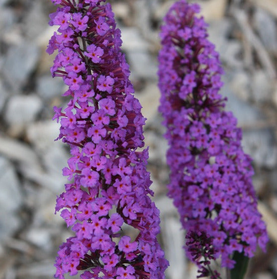 Schmetterlingsflieder - Buddleja davidii - Sommerflieder - Fliederspeer