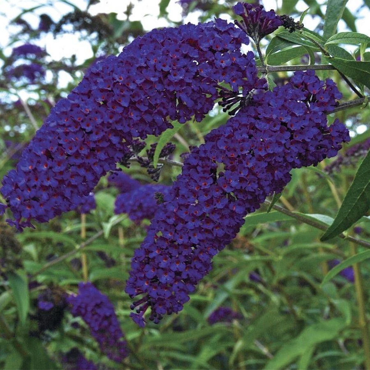 Schmetterlingsflieder - Buddleja davidii - Sommerflieder - Fliederspeer