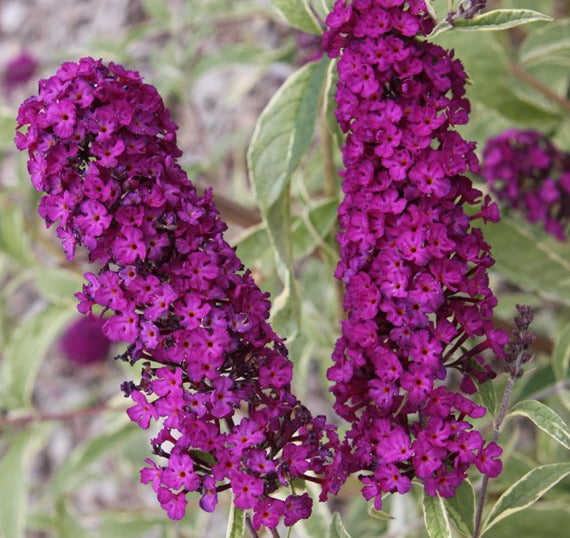 Schmetterlingsflieder - Buddleja davidii - Sommerflieder - Fliederspeer