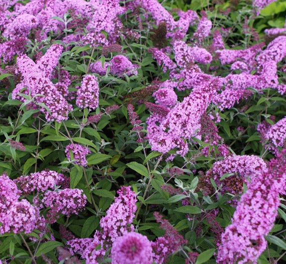 Schmetterlingsflieder - Buddleja davidii - Sommerflieder - Fliederspeer