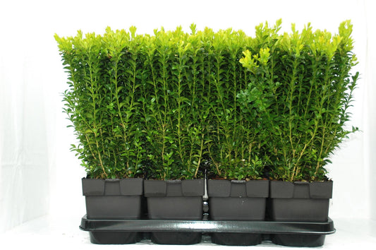 Buchsbaum ca. 40 cm Strauch Buxus sempervirens