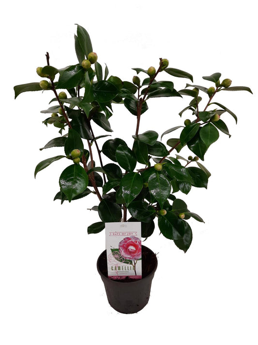 Camellia japonica – Japanische Kamelie | Immergrüne Blühpflanze mit eleganten Blüten – Gesamthöhe 60–80 cm