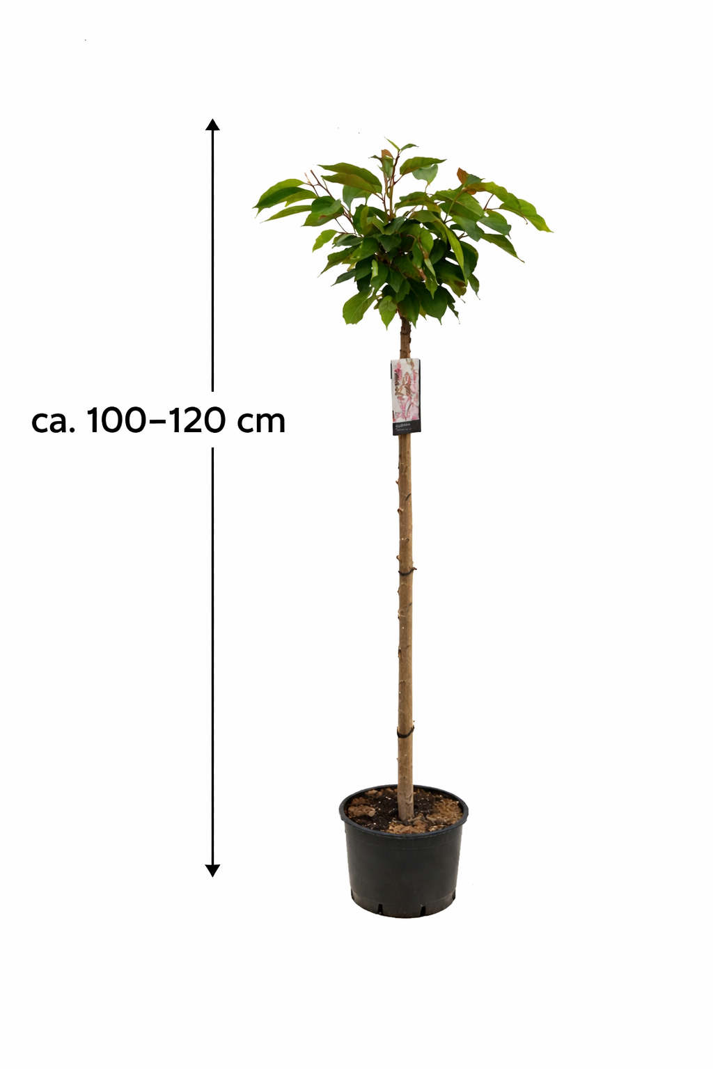 Prunus serrulata 'Kanzan' - japonská třešeň - okrasná třešeň