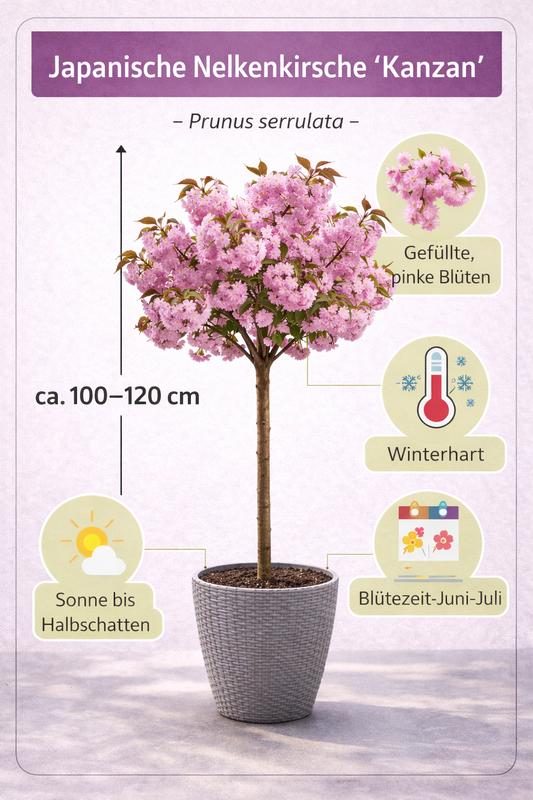 Prunus serrulata 'Kanzan' - Japanische Nelkenkirsche - Zierkirsche