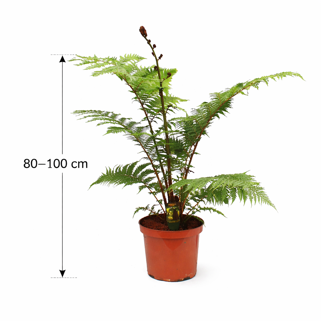 Australská stromová kapradina „Cyathea Australis“ – cca. 120 cm vysoká včetně květináče | Rychle rostoucí pokojová kapradina a exotická rostlina pro zahradu, zimní zahradu a terasu