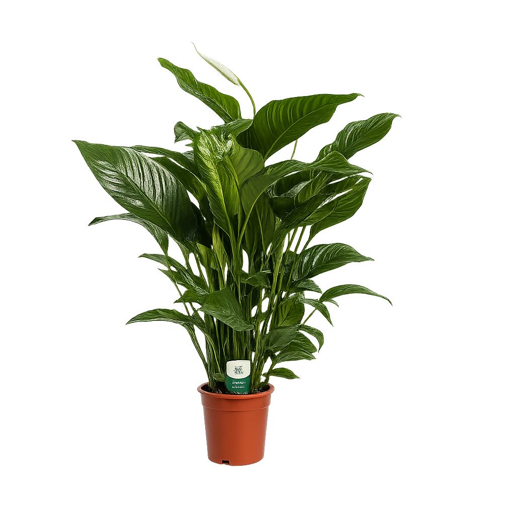 Spathiphyllum 'Sweet Lauretta' Einblatt ca. 100 cm Pflegeleichte, luftreinigende Zimmerpflanze für gesundes Raumklima