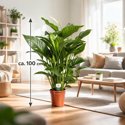 Spathiphyllum 'Sweet Lauretta' Einblatt ca. 100 cm Pflegeleichte, luftreinigende Zimmerpflanze für gesundes Raumklima