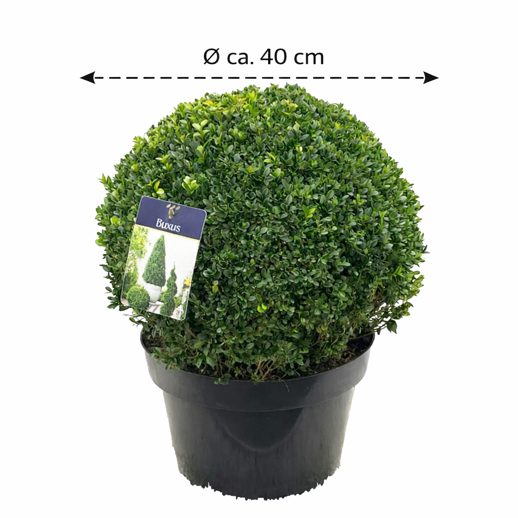 Kuličkové dřevo cca. 40 cm Ø – Snadno udržovatelná buxusová koule pro stylovou dekoraci zahrady