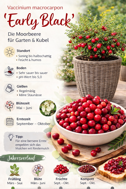 Velkoplodá brusinka Vaccinium macrocarpon Early Black: Chuť podzimu ve vaší zahradě