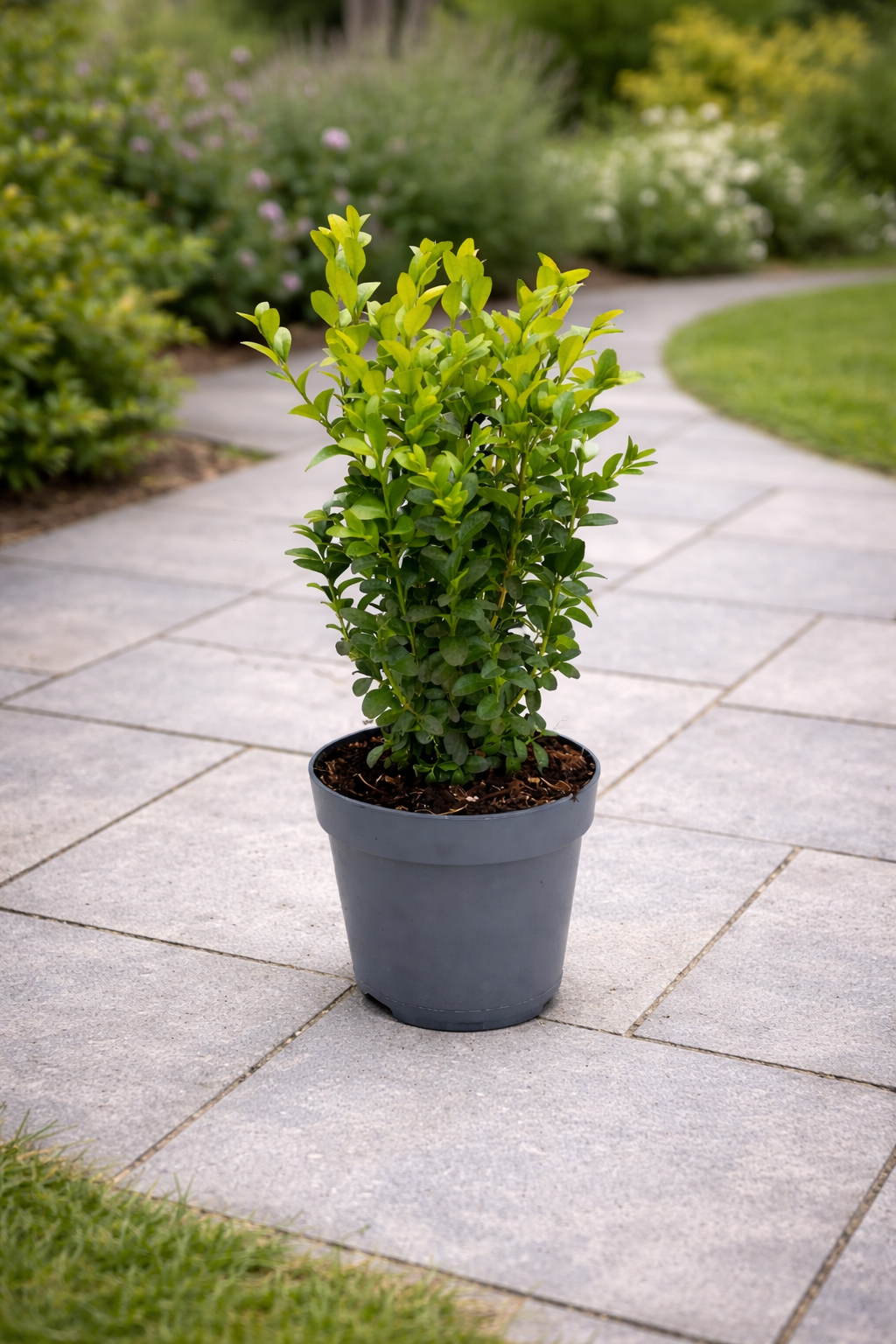 Buchsbaum ca. 40 cm Strauch – Buxus sempervirens – immergrüner Buchsba –  Blumen-Senf®