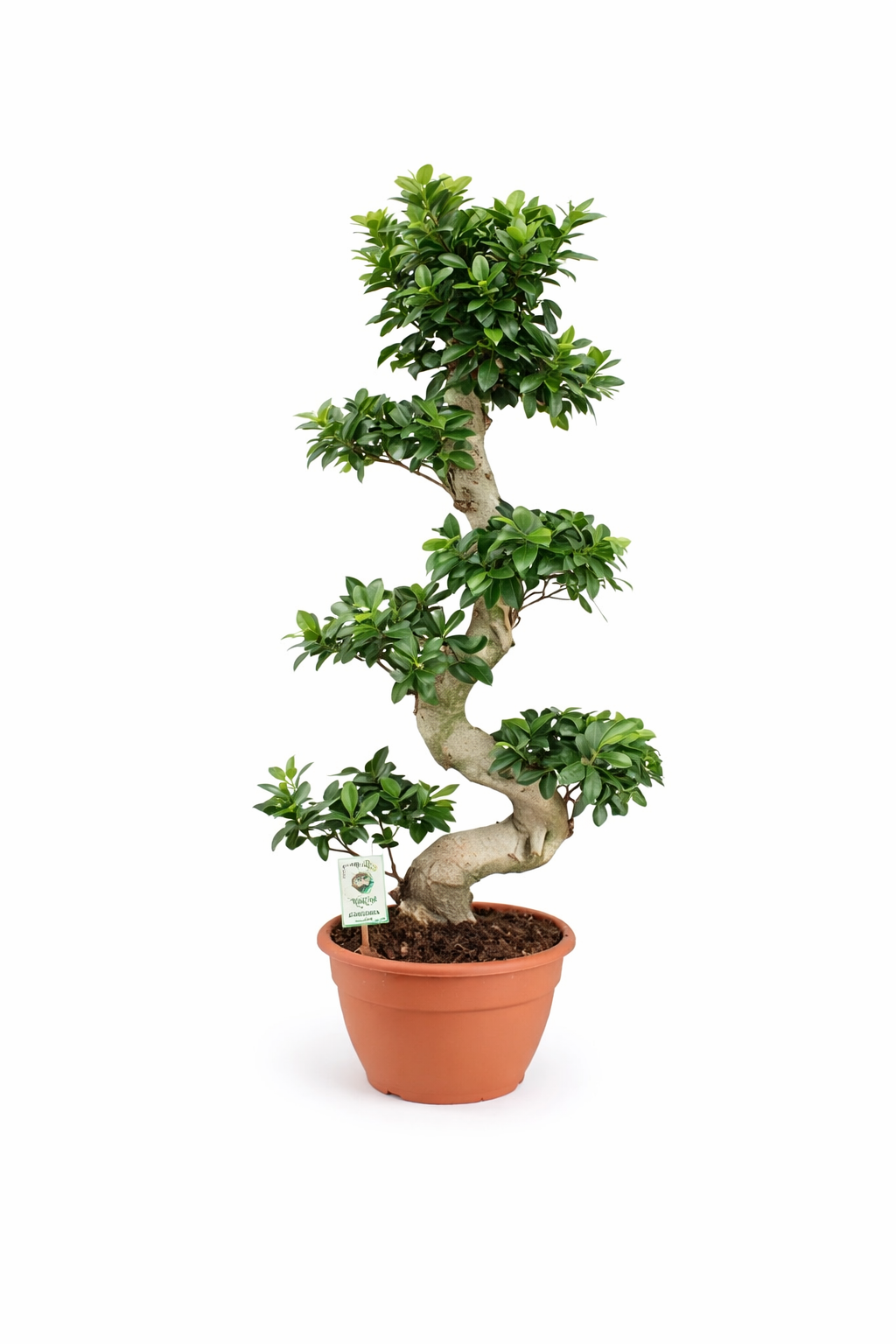 Bonsai Ficus microcarpa Ginseng Chinesische Feige
