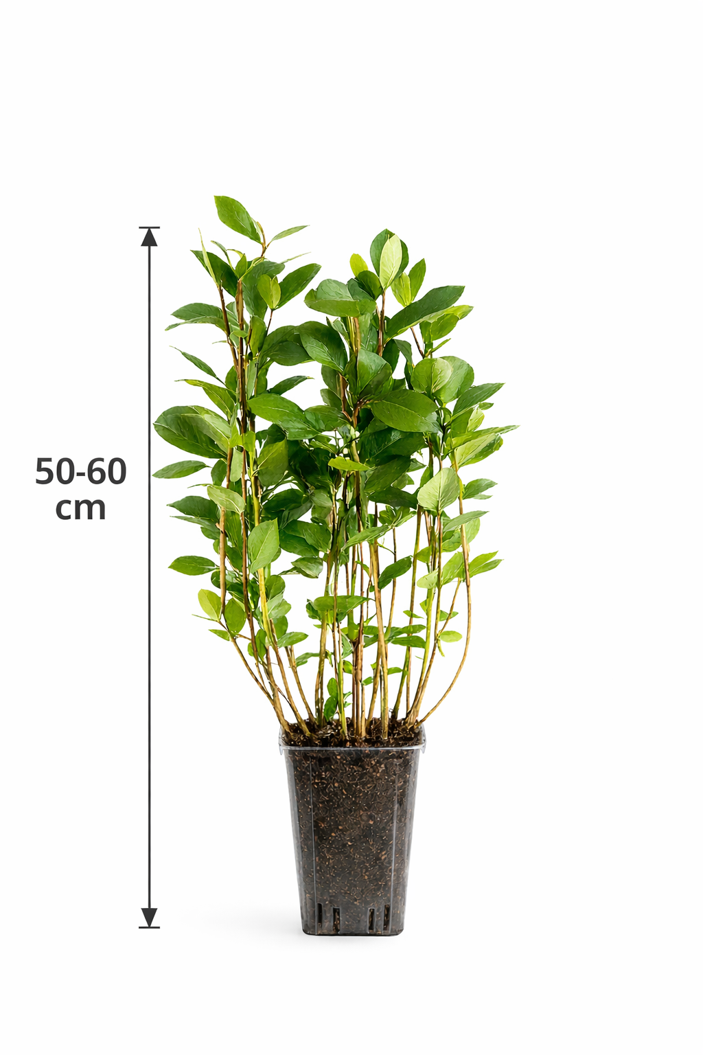 Apfelbeere Aronia prunifolia Nero – Schwarze Apfelbeere | Aroniabeere Strauch winterhart & vitaminreich