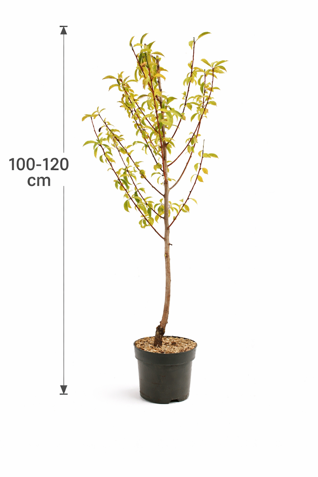 Zwerg-Nektarine Stämmchen (Prunus persica nucipersica) – Säulen-Nektarinenbaum für Balkon & Terrasse | Selbstfruchtende Mini-Nektarine