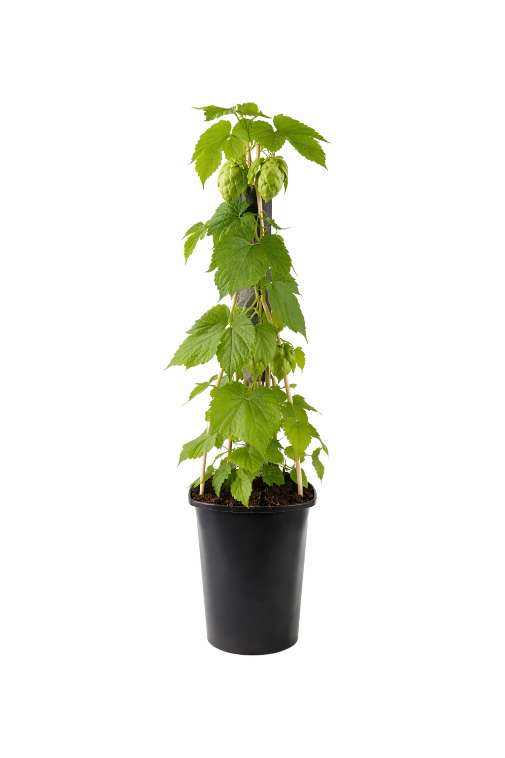 Hopfen - Humulus lupulus 40-60 cm