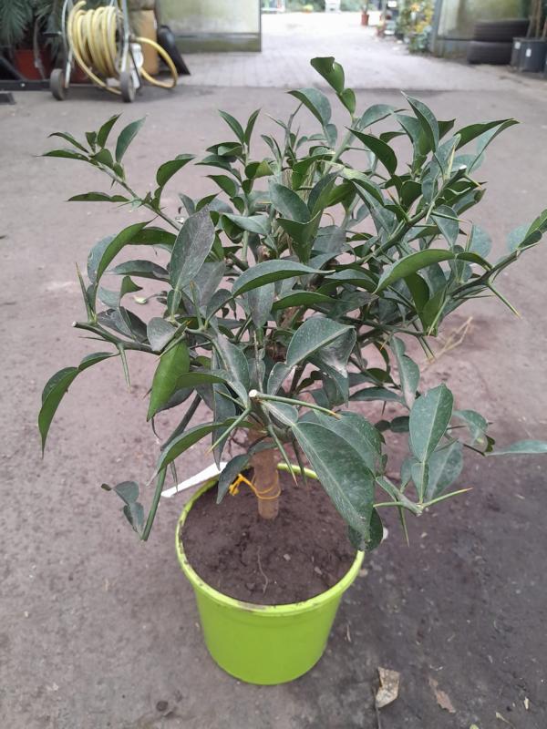 Citrus junos Yuzu ca. 50 cm - Exotische Zitrusfrucht für Garten und Balkon - frosthart bis -12°C