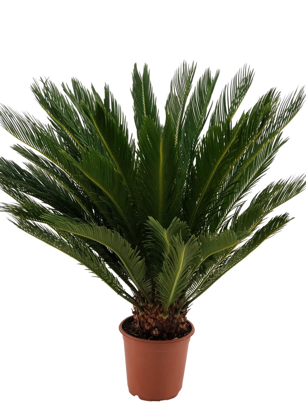 Cycas Revoluta Palmfarn Sagopalme Zimmerpflanze